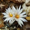 Turbinicarpus _macrochele_ ssp.frailensis _10